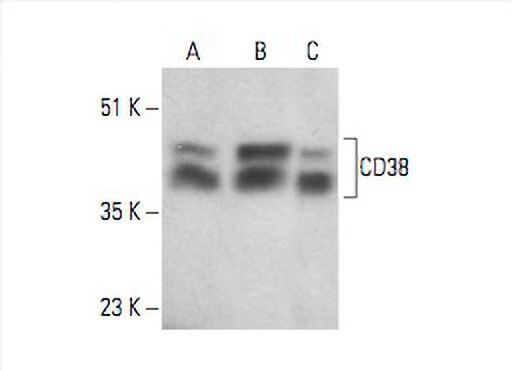 CD38 Antibody (AT1) | SCBT - Santa Cruz Biotechnology