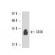 CD38 Antibody (AT13/5) - Western Blotting - Image 16361 
