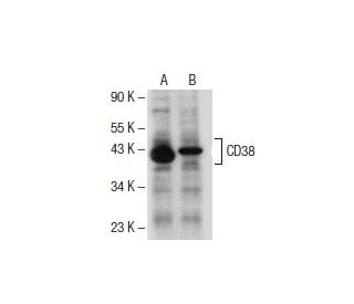 CD38 Antibody (H-11) - Western Blotting - Image 154717 
