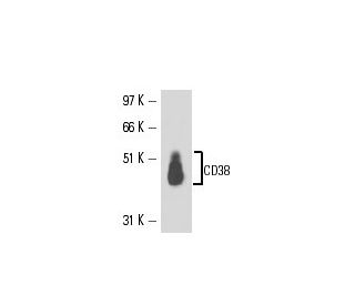 CD38 Antibody (HB-7) - Western Blotting - Image 16363 