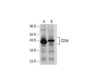 western blotting image from recommended CD38 (H-11) monoclonal antibody replacement. Image 154717