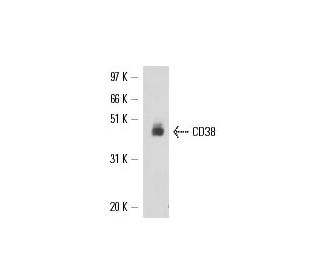 CD38 Antibody (T16) - Western Blotting - Image 17158