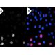 CD39 Antibody (BU61) - Immunohistochemistry Immunofluorescence - Image 398564 
