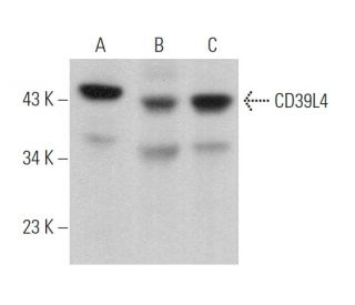 CD39L4 Antibody (F-4) - Western Blotting - Image 373980 