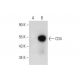 CD4 Antibody (A-1) - Western Blotting - Image 324762