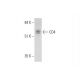 CD4 Antibody (A-1) - Western Blotting - Image 331188 