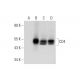 CD4 Antibody (C-1) - Western Blotting - Image 331174