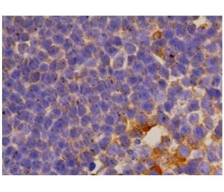 CD4 Antibody (OX68) - Immunohistochemistry - Image 352990 