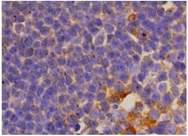 CD4 Antibody (OX68) | SCBT - Santa Cruz Biotechnology