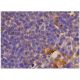 CD4 Antibody (OX68) - Immunohistochemistry - Image 352990 