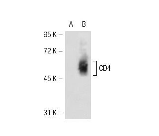 CD4 Antibody (RM4-5) - Western Blotting - Image 51425 