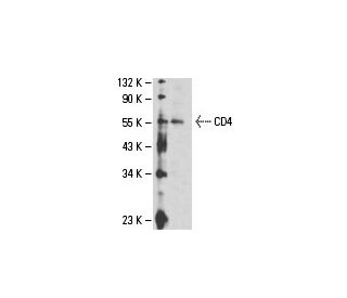 CD4 Antibody (RPA-T4) - Western Blotting - Image 18090 