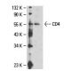 CD4 Antibody (RPA-T4) - Western Blotting - Image 18090 