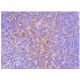 CD4 Antibody (W3/25) - Immunohistochemistry - Image 352988