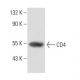 CD4 Antibody (YNB46.1.8) - Western Blotting - Image 16215