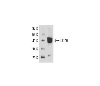 CD40 Antibody (BE-1) - Western Blotting - Image 17065