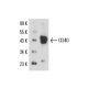 CD40 Antibody (BE-1) - Western Blotting - Image 17065