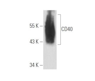 CD40 Antibody (EA-5) - Western Blotting - Image 16374