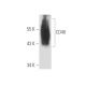 CD40 Antibody (EA-5) - Western Blotting - Image 16374