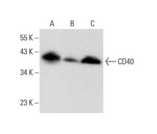 CD40 Antibody (G-12) - Western Blotting - Image 320294 
