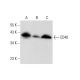 CD40 Antibody (G-12) - Western Blotting - Image 320294 