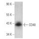 CD40 Antibody (G-12) - Western Blotting - Image 354428 