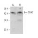 CD40 Antibody (G-12) - Western Blotting - Image 377246