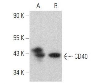 western blotting image from recommended CD40 (H-10) monoclonal antibody replacement. Image 354456