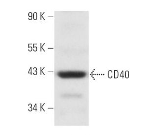 CD40 Antibody (HM40-3) - Western Blotting - Image 4821 