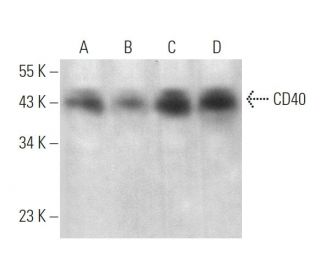 CD40 Antibody (LOB-11) - Western Blotting - Image 375144 