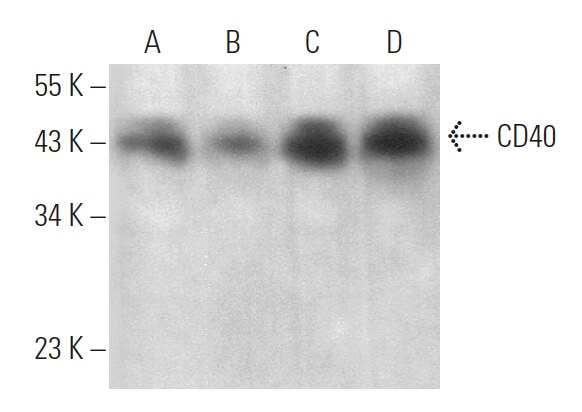 CD40 Antibody (LOB-11) | SCBT - Santa Cruz Biotechnology