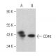 western blotting image from recommended CD40 (H-10) monoclonal antibody replacement. Image 354456