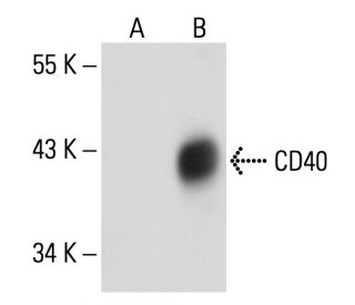 CD40 Antibody (LOB-11) - Western Blotting - Image 20448 