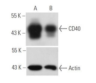 CD40 siRNA (h): sc-29250. Western blot analysis of CD40 expression in non-transfected control (A) and CD40 siRNA transfect 