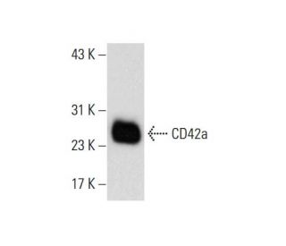 CD42a Antibody (A-9) - Western Blotting - Image 73145 