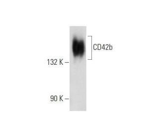 western blotting image from recommended CD42b (E-8) monoclonal antibody replacement. Image 129772