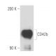 CD42b Antibody (SZ2) - Western Blotting - Image 18049