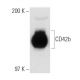 CD42b Antibody (SZ2) - Western Blotting - Image 31140 