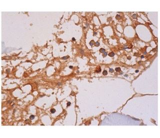 CD42d Antibody (G-11) - Immunohistochemistry - Image 285716 