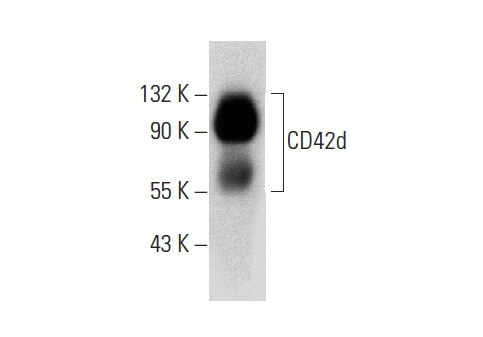 CD42d Antibody (G-11) | SCBT - Santa Cruz Biotechnology