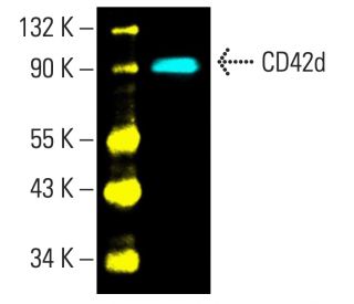 CD42d Antibody (G-11) - Western Blotting - Image 402212The Double Nickase Plasmid features a U6 promoter for sgRNA expression, a 20 nt targeting sequence, and a gRNA scaffold to guide Cas9n. It includes a CBh promoter for Cas9n (D10A) and puromycin resistance, GFP for transfection verification, and nuclear localization signals (NLS). The 2A peptide allows co-expression of Cas9n and Puro from a single promoter, enabling precise genome editing with reduced off-target effects. 