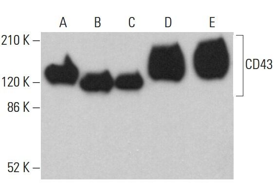 CD43 Antibody (DF-T1) | SCBT - Santa Cruz Biotechnology