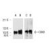 western blotting image from recommended CD43 (W3/13) monoclonal antibody replacement. Image 12969