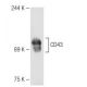 CD43 Antibody (OX57) - Western Blotting - Image 82265