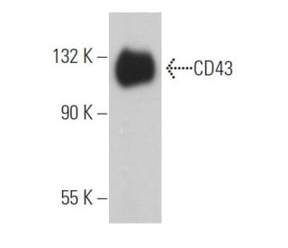 CD43 Antibody (OX57) - Western Blotting - Image 363593 