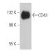 CD43 Antibody (OX57) - Western Blotting - Image 363593 