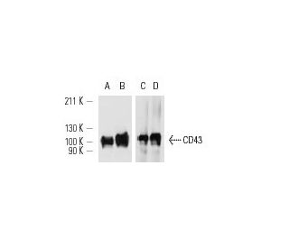CD43 Antibody (W3/13) - Western Blotting - Image 12969 