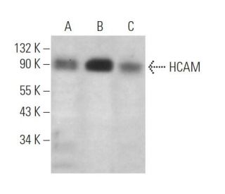 CD44 Antibody (IM7) - Western Blotting - Image 372935The Double Nickase Plasmid features a U6 promoter for sgRNA expression, a 20 nt targeting sequence, and a gRNA scaffold to guide Cas9n. It includes a CBh promoter for Cas9n (D10A) and puromycin resistance, GFP for transfection verification, and nuclear localization signals (NLS). The 2A peptide allows co-expression of Cas9n and Puro from a single promoter, enabling precise genome editing with reduced off-target effects. 