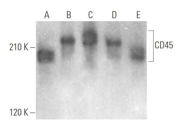 cd45-antibody-2d-1-western-