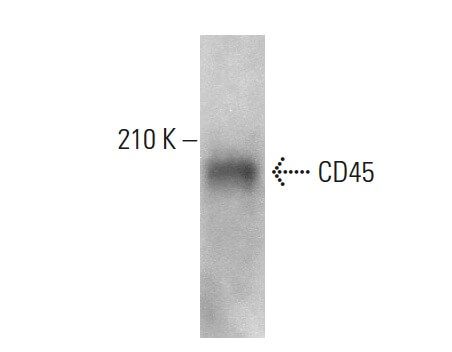 CD45 Antibody (30-F11) | SCBT - Santa Cruz Biotechnology